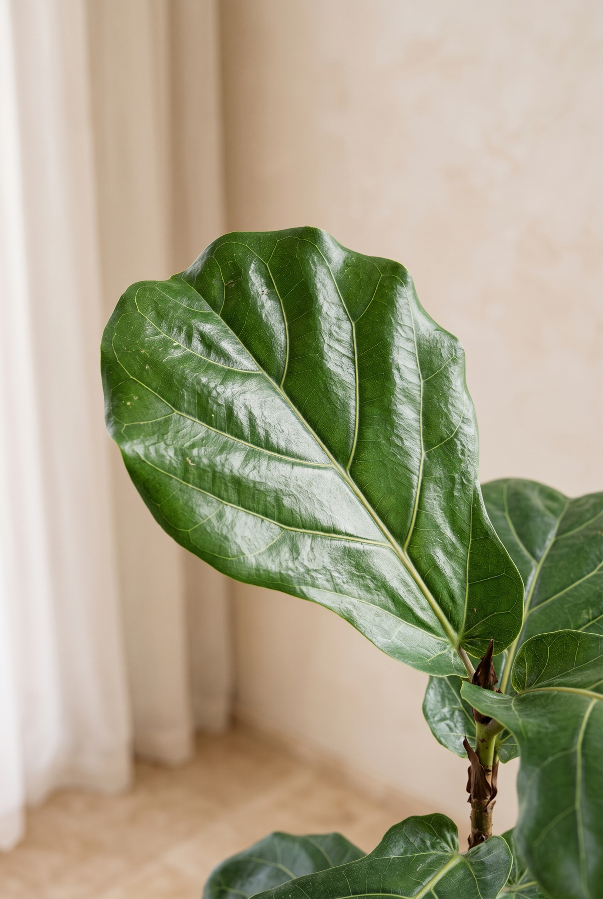 Hoja de Ficus lyrata en un salón mediterráneo