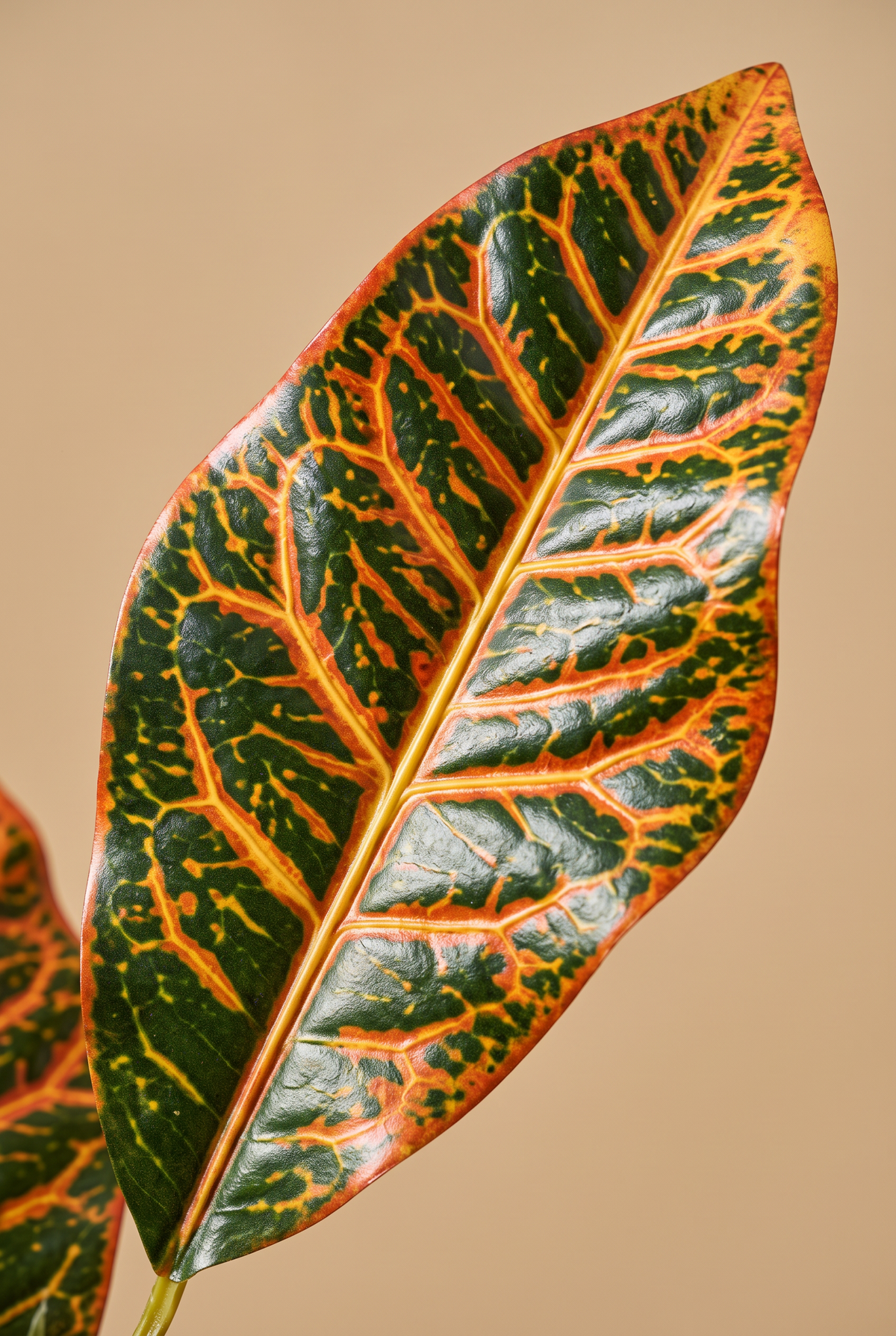 Detalle de una hoja variegada del crotón Cromia