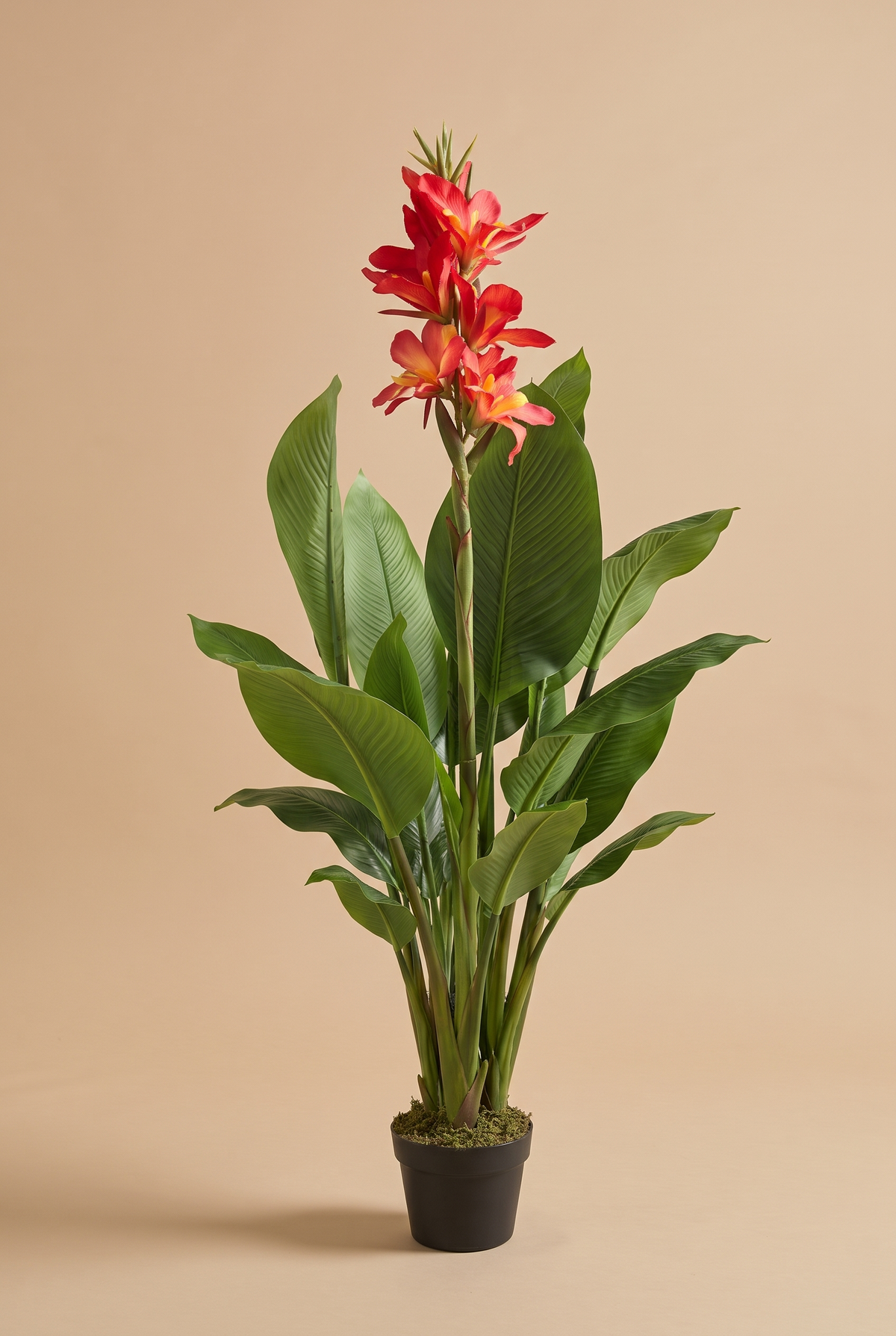 Cannella en estudio, canna con flores rojas en maceta negra con musgo