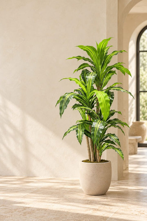 Brasilia, tronco de Brasil artificial de 120 cm
