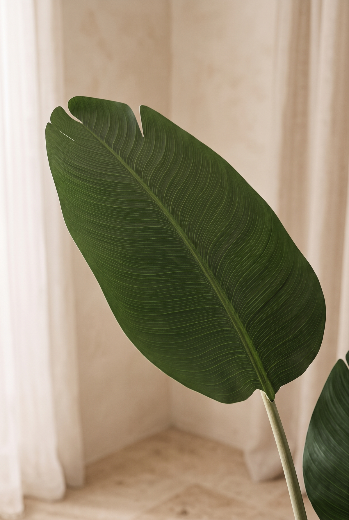 Detalle de la hoja de Nicolia en un salón mediterráneo