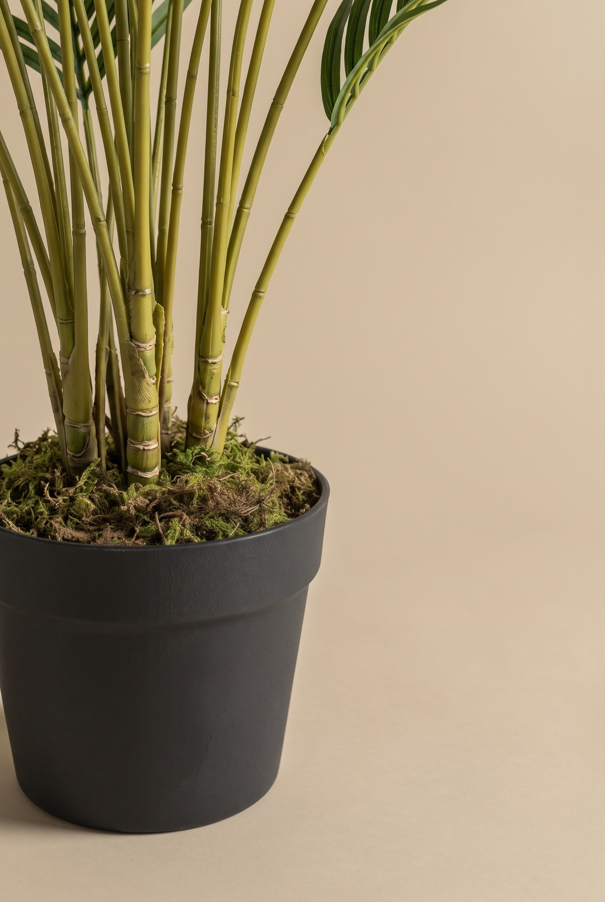 Tallos y base con musgo de la palmera Arecana