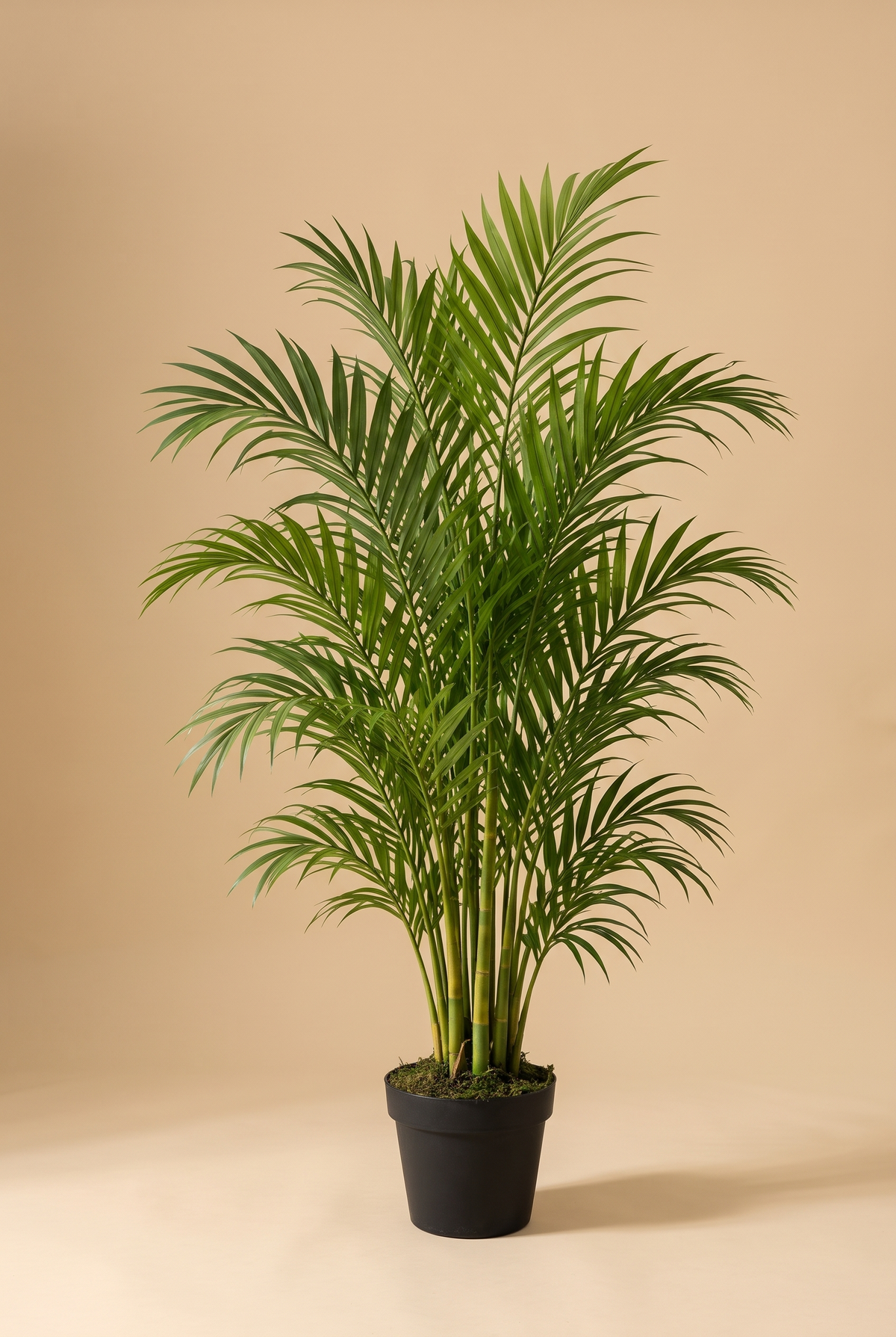 Arecana en estudio, palmera areca en maceta negra con musgo