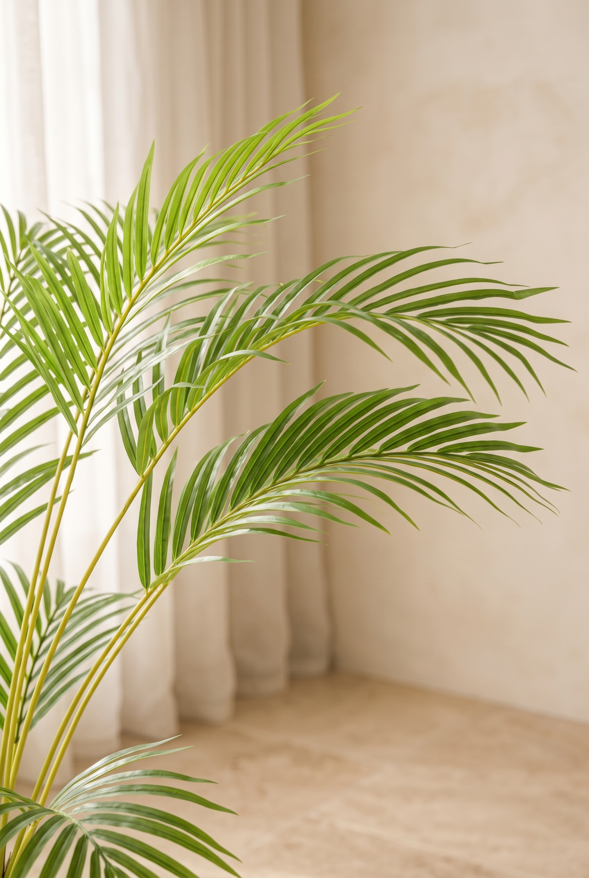 Hojas de palmera areca en un salón mediterráneo