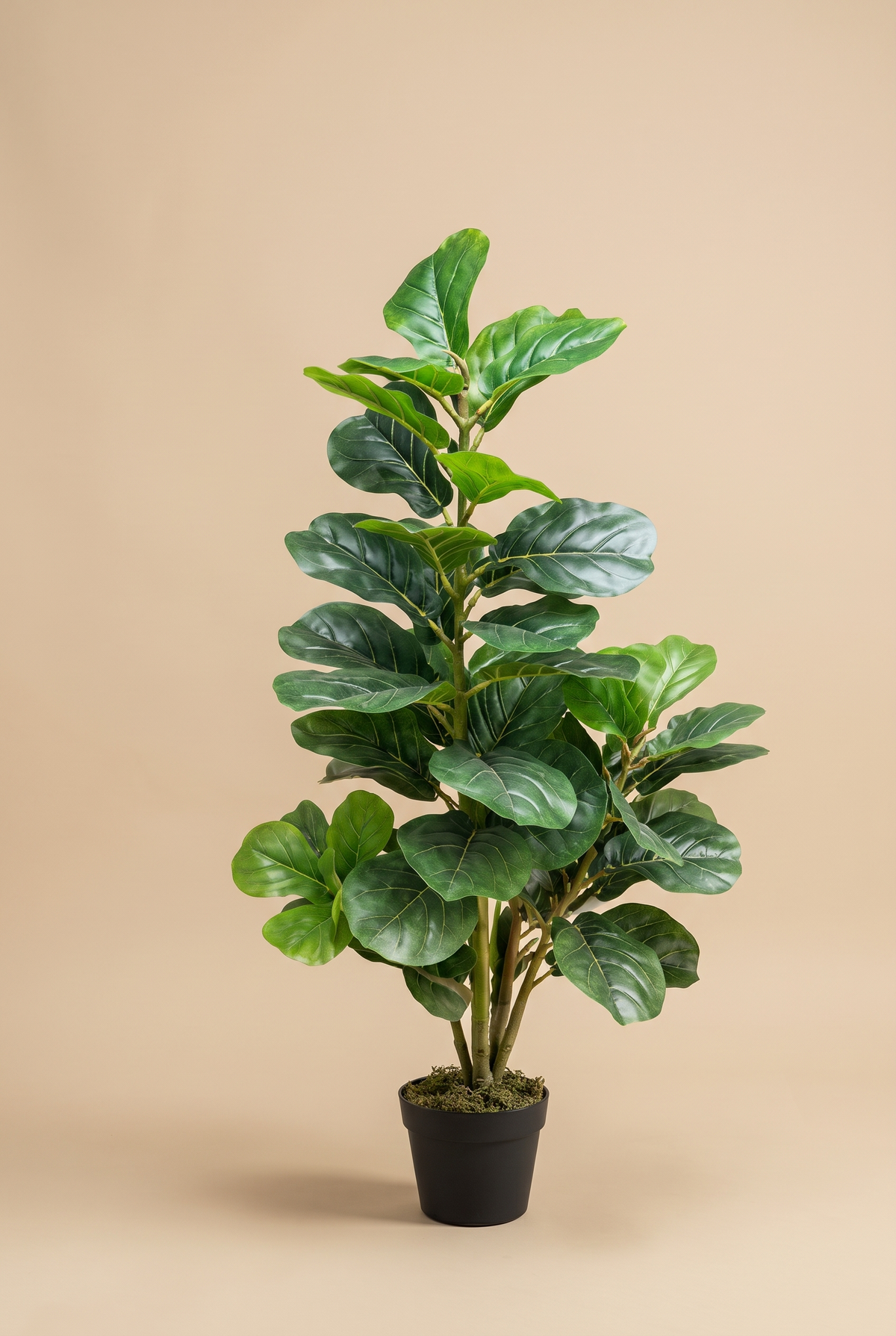 Lirena en estudio, Ficus lyrata artificial en maceta negra con musgo