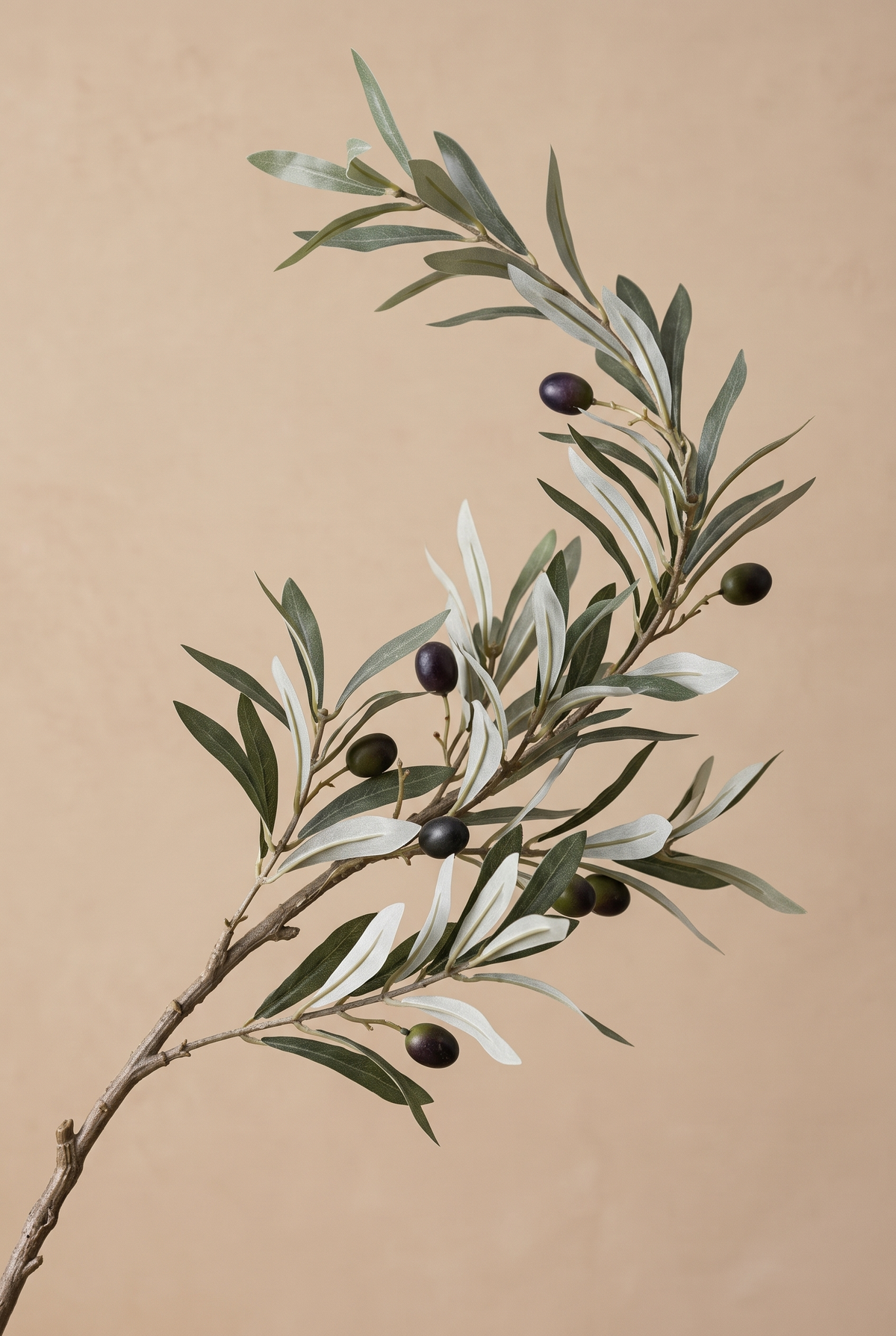 Detalle de hojas plateadas y aceitunas del olivo Olivenza