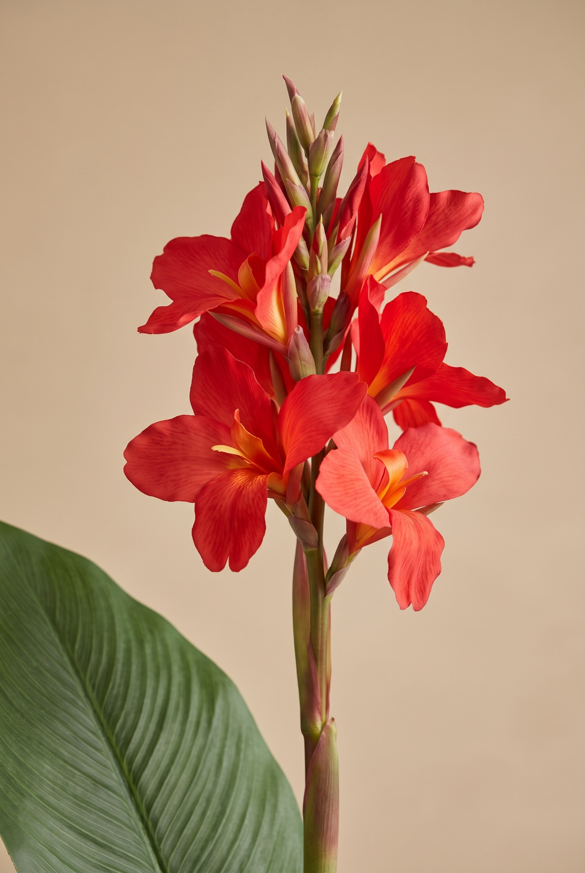 Detalle de las flores rojas de Cannella