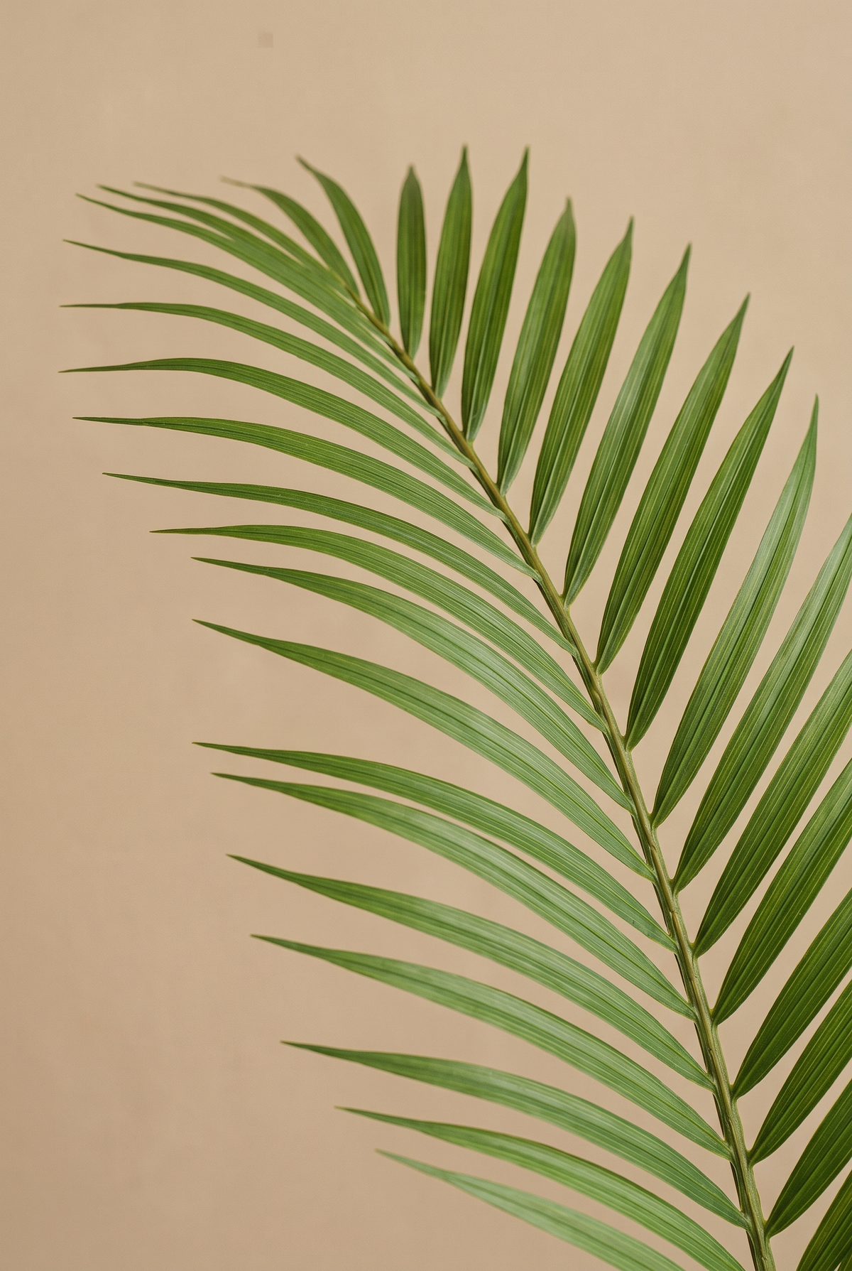Detalle de una hoja de la palmera Arecana