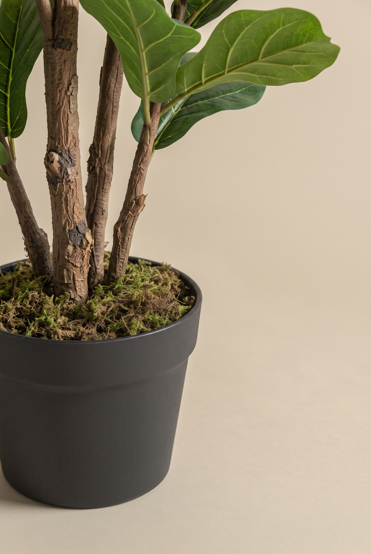 Tallo y base con musgo del Ficus lyrata Lirena
