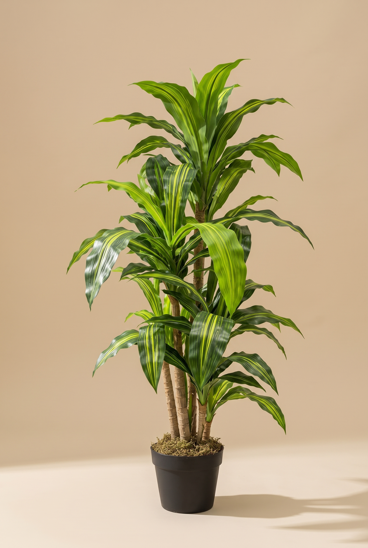 Brasilia en estudio, Dracaena fragrans en maceta negra con musgo