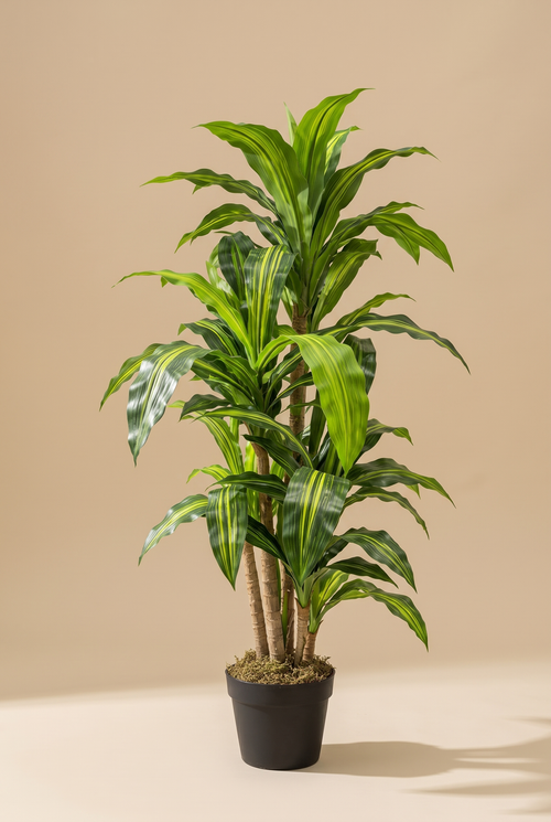 Brasilia en estudio, Dracaena fragrans en maceta negra con musgo