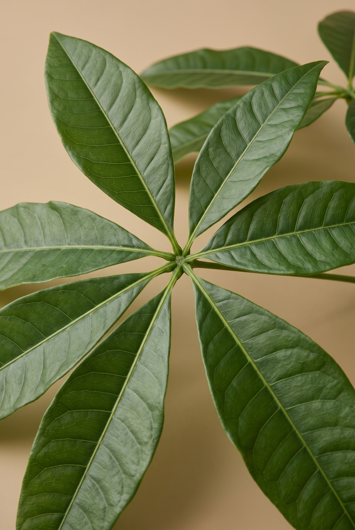 Detalle de una hoja palmeada de Pachira