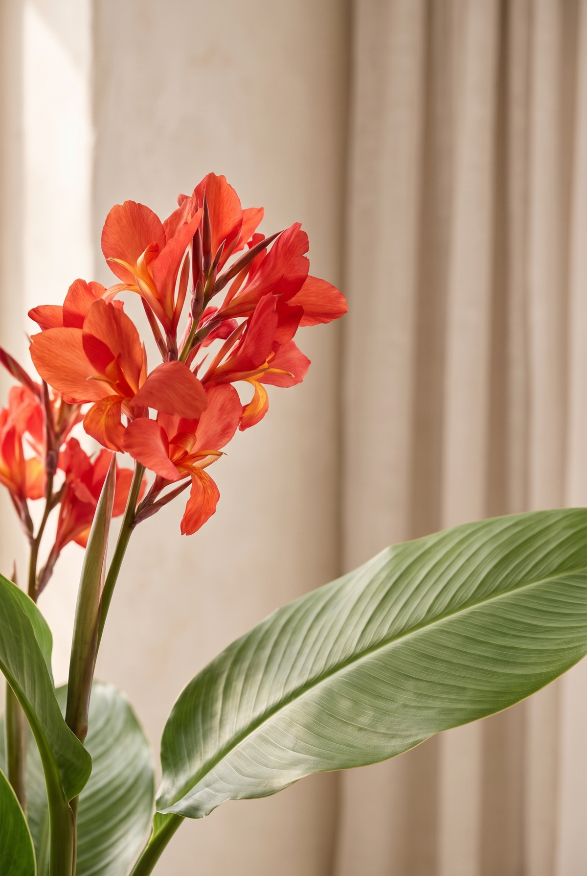 Flores rojas y hojas de canna en un salón mediterráneo